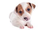 portrait of a purebred puppy jack russel terrier in studio