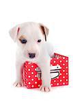 portrait of a cute puppy jack russel terrier in box  in front of white background