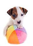 portrait of a puppy jack russel terrier with his ball in studio