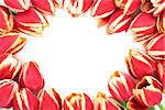 Red and yellow tulip flower border over white background.
