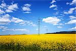 Yellow rapeseed field