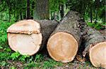 Stack of freshly cut trees in a forest