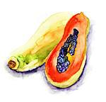Papaya, watercolor illustration