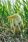 White heron chick sitting in the nest, close-up