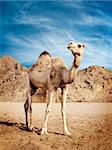 Camel in the desert in Egypt