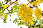 Golden Shower flower  tree of Thailand in the park
