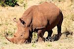 White Rhinoceros in the  Masai Marra reserve in Kenya Africa