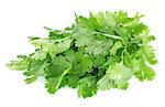 fresh leaves of cilantro isolated on white background