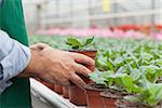 Greenhouse worker handling potted seedlings