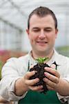 Gardener holding shrub about to plant in greenhouse