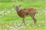 Young European Mouflon (Ovis orientalis musimon) on Meadow in Springtime, Hesse, Germany