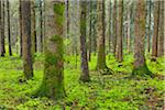 Coniferous Forest after Rain in Spring, Oberreute, Allgau, Bavaria, Germany