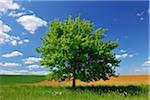 Lone Tree by Fields in Spring, Franconia, Bavaria, Germany