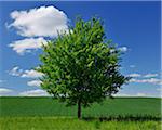 Lone Tree by Fields in Spring, Franconia, Bavaria, Germany