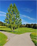 Forked Road in Spring, Bernbeuren, Upper Bavaria, Bavaria, Germany