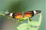 Close-up of a Red Lacewing (Cethosia biblis) sitting on a leaf