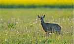 Male European Roe Deer (Capreolus capreolus) in Meadow in Springtime, Hesse, Germany