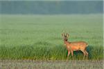Male European Roe Deer (Capreolus capreolus) in Field in Springtime, Hesse, Germany