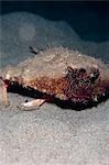 A rare rough back walking batfish (Ogcocephalus parvas) that usually lives at depth to 300m, Dominica, West Indies, Caribbean, Central America