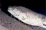 King spotted snake eel (Ophichthus ophis), Dominica, West Indies, Caribbean, Central America