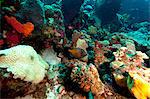 Whitespotted filefish (Cantherhines macrocerus), Dominica, West Indies, Caribbean, Central America