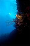 Reef scene, Dominica, West Indies, Caribbean, Central America