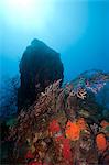 Reef scene, Dominica, West Indies, Caribbean, Central America