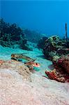 Flying gurnard (Dactylopterus volitans), one male and one female, Dominica, West Indies, Caribbean, Central America