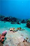 Flying gurnard (Dactylopterus volitans), one male and one female, Dominica, West Indies, Caribbean, Central America