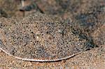 Lesser electric ray (Narcine brasiliensis), Dominica, West Indies, Caribbean, Central America