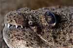 King spotted snake eel (Ophichthys ophis), Dominica, West Indies, Caribbean, Central America