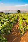 Vineyard, Lumbarda, Korcula Island, Dalmatian Coast, Adriatic, Croatia, Europe