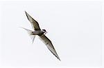 Adult arctic tern (Sterna paradisaea) returning to chick with small fish, Flatey Island, Iceland, Polar Regions