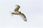 Arctic tern (Sterna paradisaea) chick in flight, Flatey Island, Iceland, Polar Regions