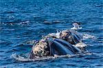 Southern right whale (Eubalaena australis) calf being fed upon by kelp gull (Larus dominicanus), Golfo Nuevo, Peninsula Valdes, Argentina, South America