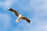 Adult brown-hooded gull (Larus maculipennis), Puerto Pyramides, Peninsula Valdes, Argentina, South America