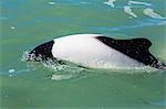 Adult Commerson's dolphin (Cephalorhynchus commersonii), Rio Deseado, Puerto Deseado, Santa Cruz, Patagonia, Argentina, South America