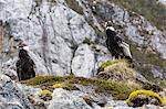 Adult Andean condors (Vulture gryphus), Wildlife Conservation Society Preserve of Karukinka, Strait of Magellan, Chile, South America