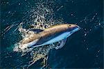 Adult Peale's dolphin (Lagenorhynchus australis) bow-riding, New Island, Falkland Islands, South Atlantic Ocean, South America