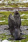 Antarctic fur seal (Arctocephalus gazella) bulls establishing mating territories at the abandoned Stromness Whaling Station, South Georgia Island, South Atlantic Ocean, Polar Regions