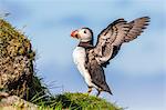 Atlantic puffins (Fratercula arctica), Mykines Island, Faroes, Denmark, Europe