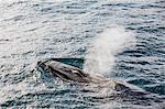 Adult fin whale (Balaenoptera physalus), Sorkapp, Spitsbergen Island, Svalbard Archipelago, Norway, Scandinavia, Europe