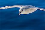 Northern fulmar (Fulmarus glacialis), Svalbard Archipelago, Norway, Scandinavia, Europe