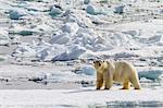 Adult polar bear (Ursus maritimus) on the ice in Bear Sound, Spitsbergen Island, Svalbard, Norway, Scandinavia, Europe