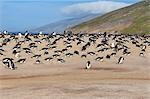 Gentoo penguin (Pygoscelis papua) rookery, Saunders Island, Falkland Islands, South America