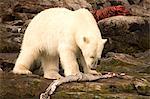 Polar bear feeding on a seal carcass, Button Islands, Labrador, Canada, North America