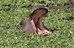 Hippopotamus (Hippopotamus amphibius) yawning in the water, Masai Mara, Kenya, East Africa, Africa