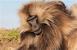 Gelada baboon (Theropithecus Gelada), Simien Mountains National Park, Amhara region, North Ethiopia, Africa