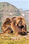 Gelada baboons (Theropithecus Gelada) grooming each other, Simien Mountains National Park, Amhara region, North Ethiopia, Africa