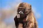 Baby Gelada baboon (Theropithecus Gelada), Simien Mountains National Park, Amhara region, North Ethiopia, Africa